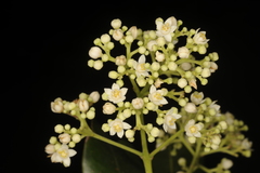 Walsura trifoliolata var. ternata